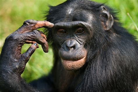 5 Differences Between Chimpanzees And Bonobos My Animals