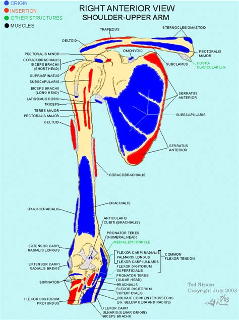 Neck And Shoulder Muscles Diagram Neck Muscles Real Bodywork