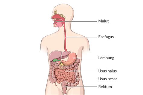 Ketahui Proses Pencernaan Makanan Dan Penyerapan Nutrisi Di Dalam Tubuh Alodokter