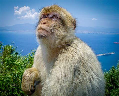 Morocco is a short distance across the strait to the south. Picture of the Week - A Monkey atop the Rock of Gibraltar ...