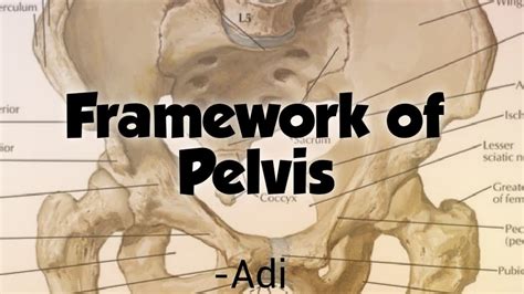 01 Framework Of Pelvis Youtube