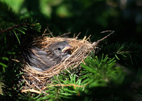 How To Offer Birds Nesting Material David Suzuki Foundation