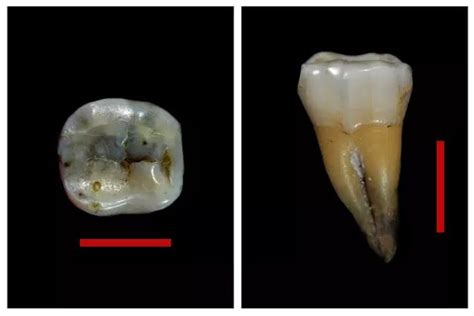 Oldest Upper Palaeolithic Homo Sapiens In Europe Found In Bulgarian Cave