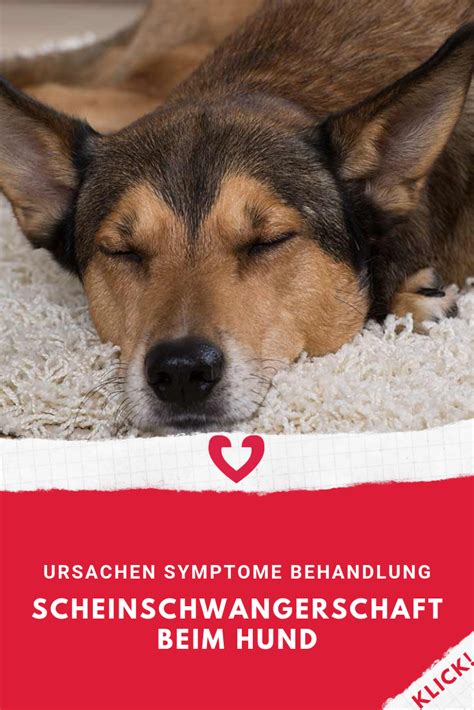Er ist im jahre 1960 geboren. Pin auf Veteri - Gesundheit Hund