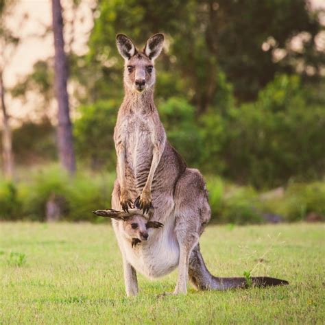 Twenty Kangaroos Killed In Australian ‘hit And Run Spree South China