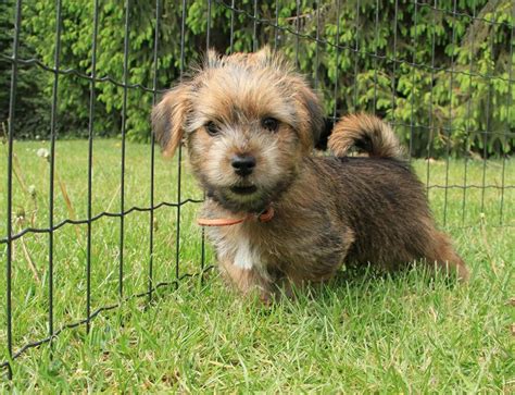 Maybe you would like to learn more about one of these? Pin on FCI 3: terriers