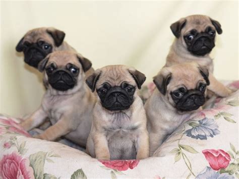 Adorable Pug Puppies Avaliable At Amandalouic Gmail Com For Sale