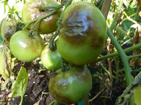 Tomato Blight Is A Common Issue In Our Area Garden Tips