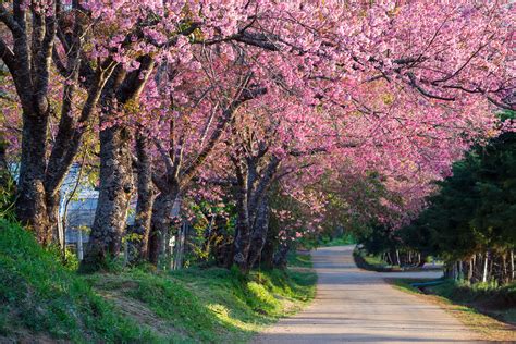 Select from premium flower road of the highest quality. Cherry Blossom Trees 5k Retina Ultra HD Wallpaper ...