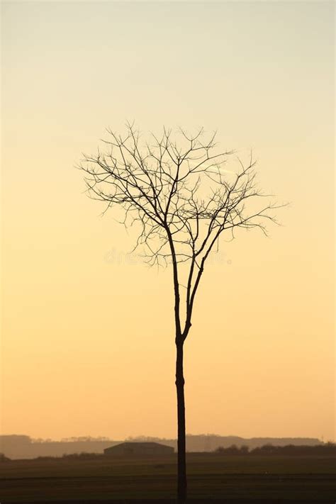 Tree Silhouette In Golden Sunset Stock Image Image Of Tall Soft