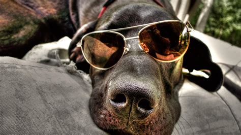 Dog Sunglasses Wallpapers Wallpaper Cave