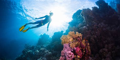 Free diving is when you hold your breath and dive down below the surface of the water without using any breathing apparatus underwater. Scuba Diving, Snorkeling, Skin Diving, Freediving: What's ...