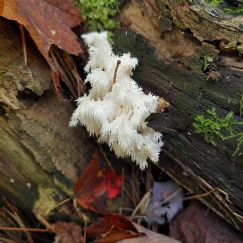 Coral Tooth Fungus Ontario Canada Rpics