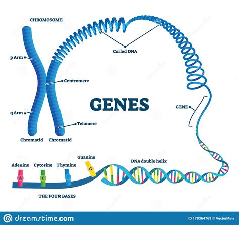 Genes Vector Illustration Educational Labeled Structure Example Scheme