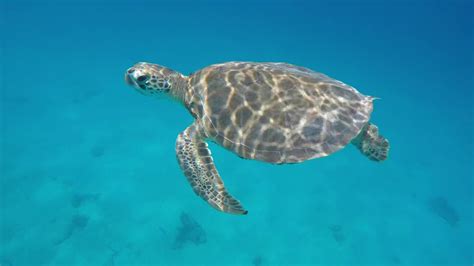 Barbados Turtle Beach Youtube
