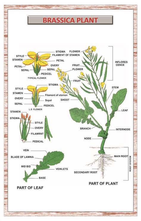 Brassica Plant Wall Chart Iqbal Scientific Store