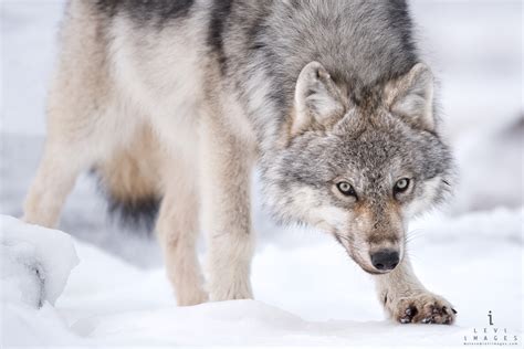 Gray Wolf Canis Lupus On Snow Hudson Bay Manitoba Canada