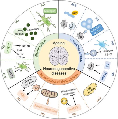 Frontiers Roles Of Long Non Coding Rnas In The Development Of Aging