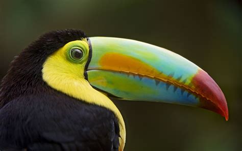 Profile Of A Keel Billed Toucan Toucan Pinterest Animal