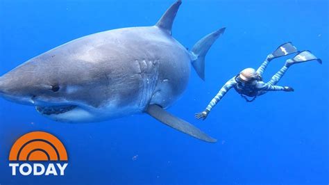 Ocean Ramsey Shares Exclusive Video Of Swimming With Massive Great