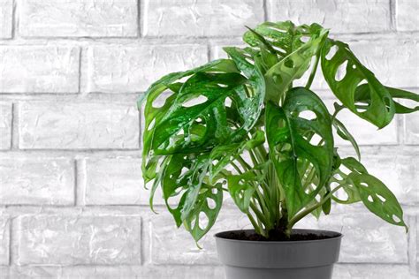 25 Common House Plants Classics And New Favorites Houseplant Central