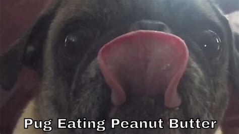 Pug Eating Peanut Butter Youtube