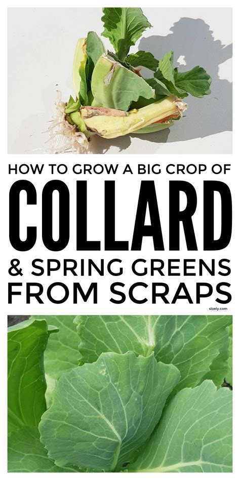 Growing collard greens from scraps is the easiest way to grow a big
