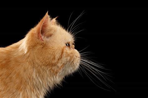 Persian Cat Breed Profile Cat World