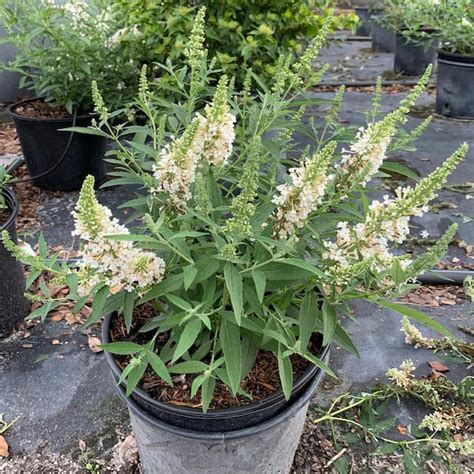 Onlineplantcenter Gal Butterfly Bush Flowering Shrub With White