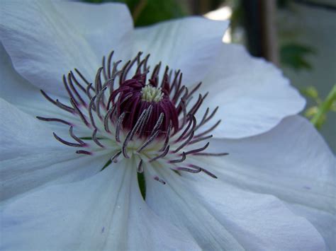Clematis miss bateman, one of the old favourite clematis that have been going over 100 years. clematis Miss Bateman | Sharon Hockenhull | Flickr