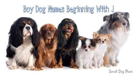 Jackson means the son of jack. Boy Puppy Names Beginning with J | Small Dog Place