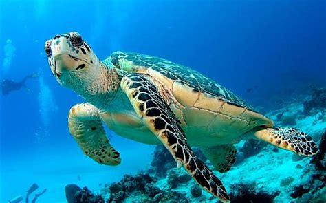 Das great barrier reef beherbergt sechs von sieben meeresschildkrötenarten, die es auf der welt gibt. Great Barrier Reef Animals - Great Barrier Reef Cruise