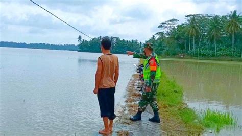 Sungai Way Pisang Meluap Puluhan Hektare Sawah Di Palas Dan Sragi