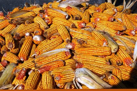 Wagon with picked ear corn in it - King's AgriSeeds