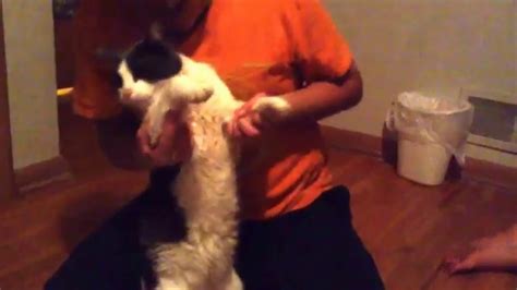 Cat Teaches How To Dab YouTube