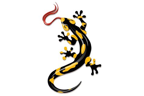 Salamander Lizard Illustration