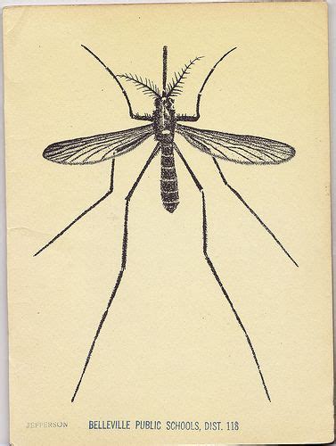 Mosquitos Mosquito Drawing Lithography Art Deadly Animals Yellow