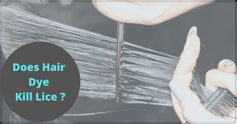 Does Hair Dye Kill Lice ? How To Get Rid Of Lice Fast ...