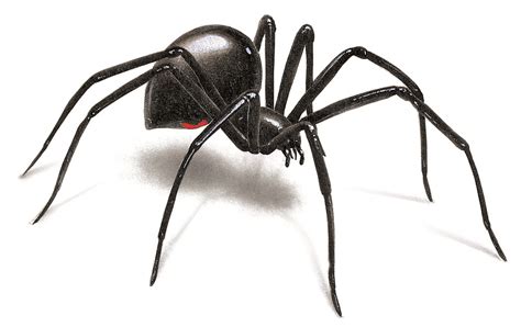 Black Widow Spider Drawing Realistic Free Black Widow Spider Art