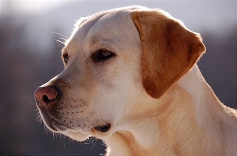 If your dog is experiencing toxicity from ingesting adderall, he will need immediate medical care. Dog Raisin Toxicity Calculator - The Pet Supply Guy