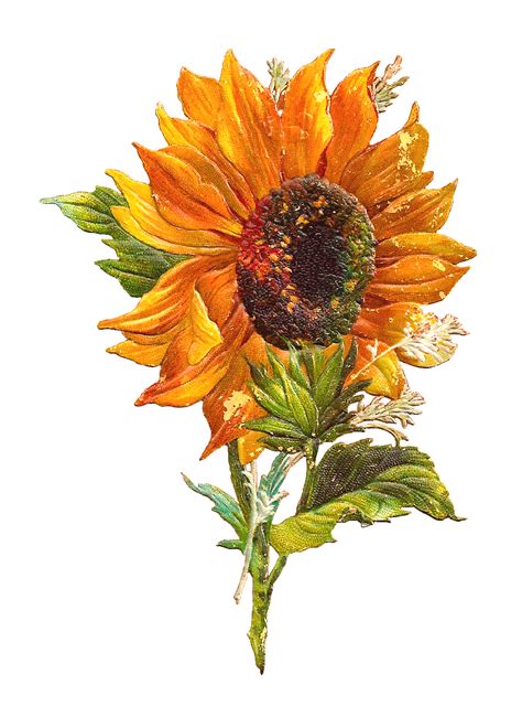Antique Images Free Flower Graphic Sunflower Clip Art Of 2 Victorian