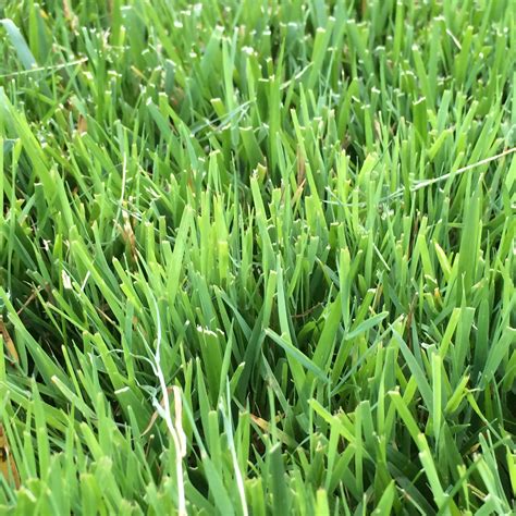 Grass Type Weed Any Ideas Lawnsite™ Is The Largest And Most