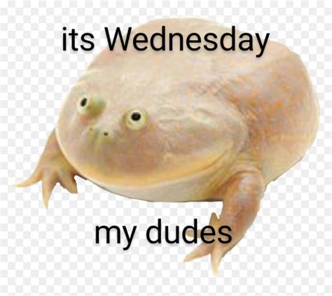 Its Wednesday My Dudes Rmemes