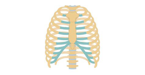 Rib Cage Anatomy Labeled Vector Illustration Diagram Stock Vector