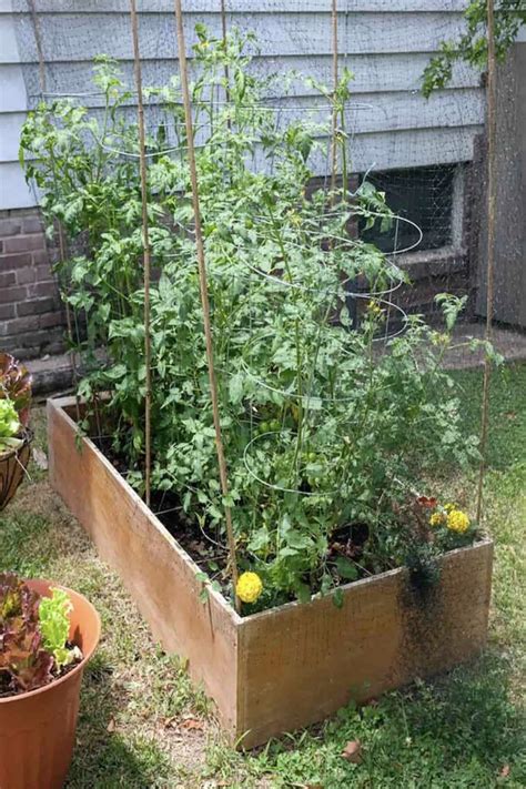 Top 7 Tips For Growing Tomatoes In Raised Beds Project Home