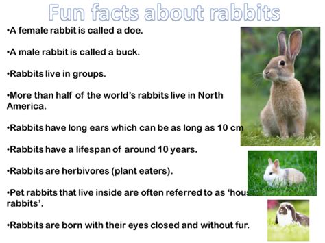 Get your fill of animal info with these amazing facts about creatures, from the tiny flea to the huge bison. Rabbit Fun facts sheet | Teaching Resources
