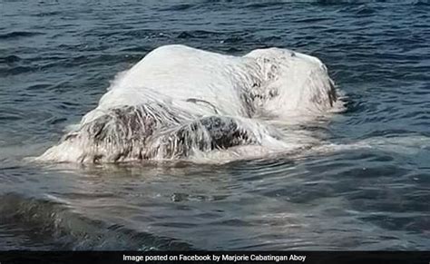 Huge Hairy Animal Washes Up Ashore In Philippines Leaves