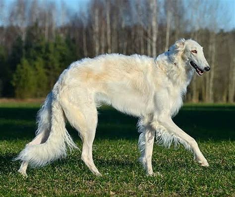 The Fastest Dog Breeds In The World With Pictures Top 10 Pup Breeds