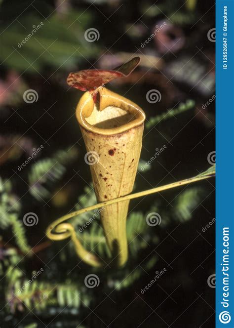 Madagascar Pitcher Plant Stock Image Image Of Nature
