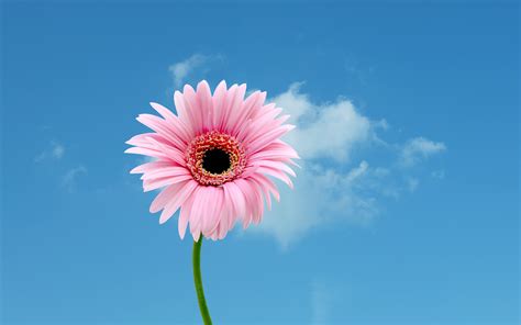 Pink Daisy Wallpaper 56 Pictures